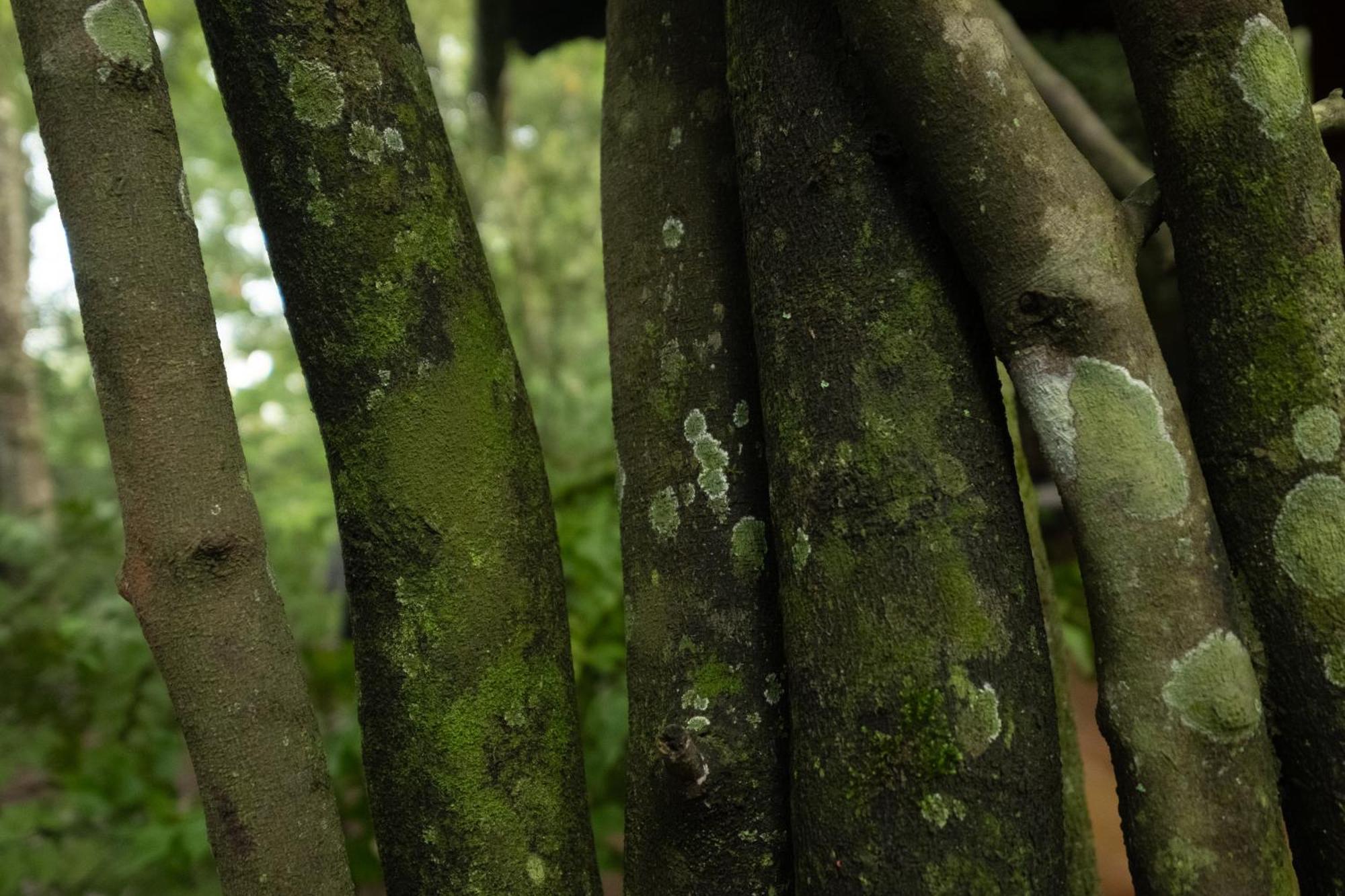 ホテル Casa Heliconia ガンパハ エクステリア 写真